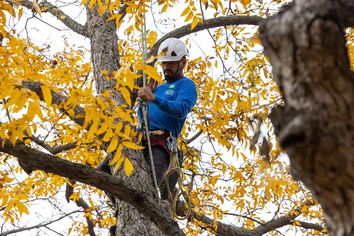 Skilled Tree Transplanting crew working in York